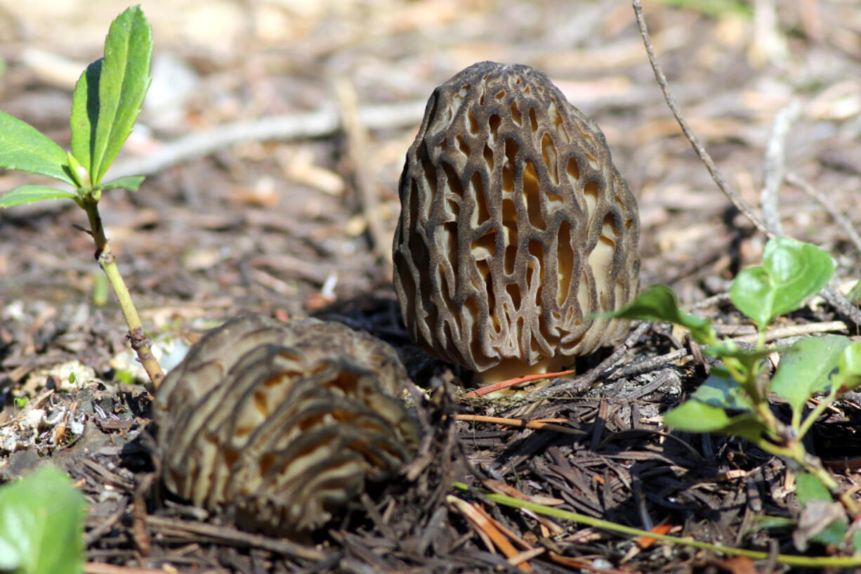 Two morel mushrooms in Eastern Washington.