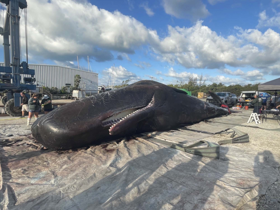 The body of a 47-foot male sperm whale lies on the dock of Robbie's Marina in Stock Island Wednesday, May 11, 2022. The mammal was found beached near Mud Key, about 15 miles northeast of Key West, the day before.