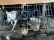 Clark County Animal Protection and Control, along with the sheriff's office, served a search warrant at a Vancouver-area property in September and seized six dogs and five puppies that were confined to an unsanitary shed. An arrest warrant has been issued for the dogs' owner for animal cruelty charges, the agency said.