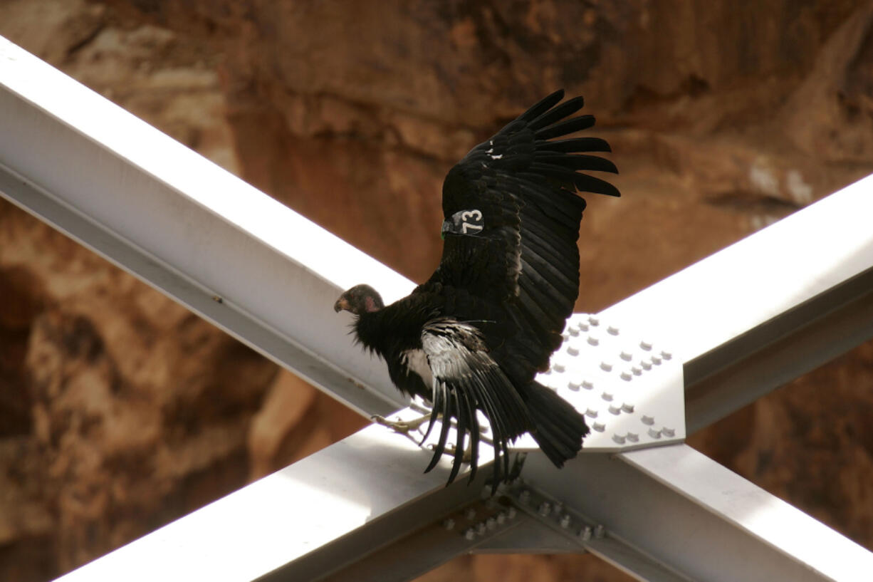A rare and endangered California condor walks around on the spans of a bridge in Marble Gorge, east of Grand Canyon National Park, March 23, 2007, west of Page, Arizona.