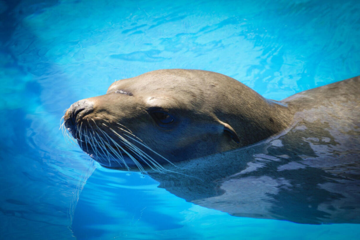 On Friday, May 13, 2022, in San Diego, CA. the California Sea Lion that was rescued underneath the bridge on the National Avenue by SeaWorld's Animal Rescue on April 7, 2022, marks his third rescue by SeaWorld Animal Rescue. He now recovers at the rescue center's facility, awaiting a date for his release. (Nelvin C.