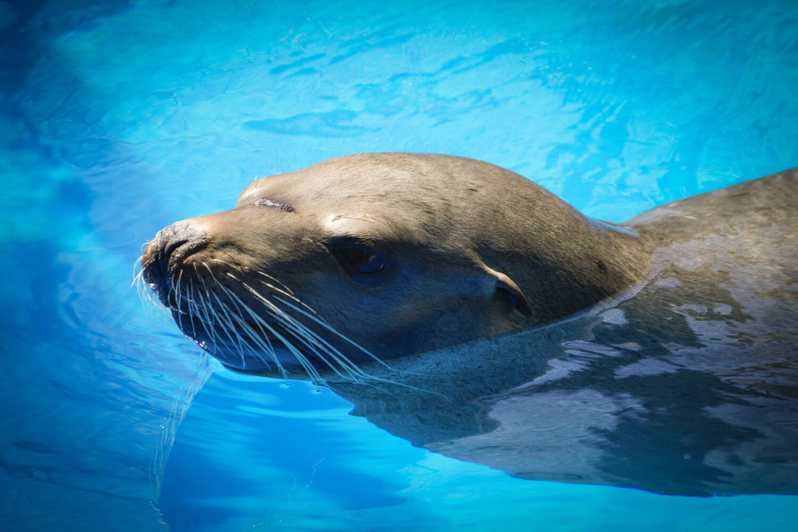 On Friday, May 13, 2022, in San Diego, CA. the California Sea Lion that was rescued underneath the bridge on the National Avenue by SeaWorld's Animal Rescue on April 7, 2022, marks his third rescue by SeaWorld Animal Rescue. He now recovers at the rescue center's facility, awaiting a date for his release. (Nelvin C.