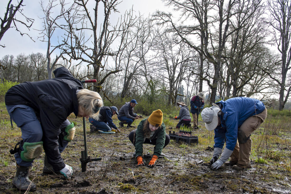 Kathyellen Blovits, left, Heather Cashmore, center, and Kim Graybeal put native plants in the ground to help restore the Lacamas Prairie Natural Area in late April.