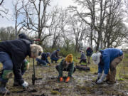 Kathyellen Blovits, left, Heather Cashmore, center, and Kim Graybeal put native plants in the ground to help restore the Lacamas Prairie Natural Area in late April.