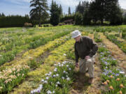 Terry Aitken of Aitken's Salmon Creek Gardens looks over different types of irises growing in his fields on Wednesday afternoon. A past president of the American Iris Society, Aitken is a world-renowned hybridizer of irises.