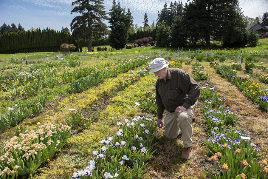 Terry Aitken of Aitken's Salmon Creek Gardens looks over different types of irises growing in his fields on Wednesday afternoon. A past president of the American Iris Society, Aitken is a world-renowned hybridizer of irises.