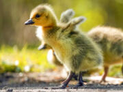 Several Canada goose goslings in Oregon have tested positive for Avian flu.