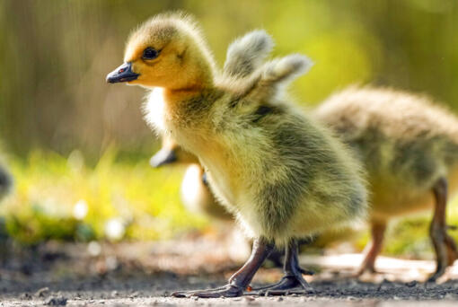 Several Canada goose goslings in Oregon have tested positive for Avian flu.