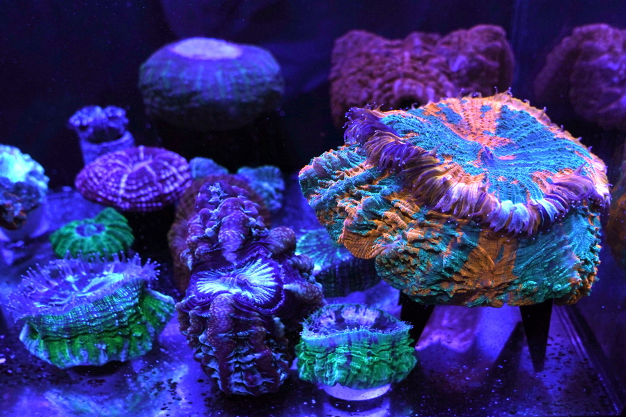 A variety of fluorescent and fleshy solitary stony corals are on display March 2 at the Coral Morphologic lab in Miami. Coral Morphologic was founded by marine biologist Colin Foord and musician J.D. McKay to raise awareness about dying coral reefs, presenting the issue through science and art.