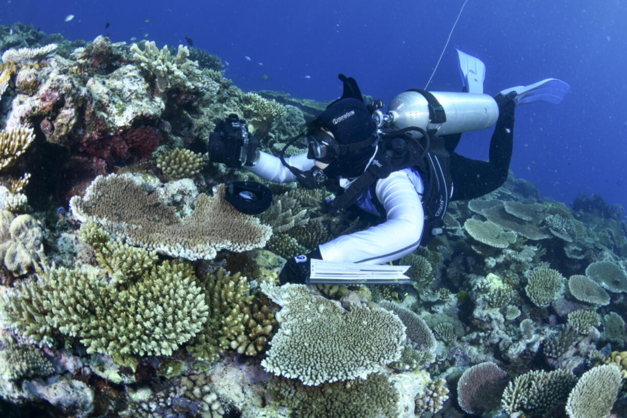 In this photo supplied by the Great Barrier Reef Marine Park Authority (GBRMPA), a diver swims past coral on the Great Barrier Reef in Australia, Oct. 18, 2016. More than 90% of Great Barrier Reef coral surveyed in 2022 was bleached in the fourth such mass event in seven years in the world's largest coral reef ecosystem, Australian government scientists said in its an annual report released late Tuesday, May 10, 2022. (M.