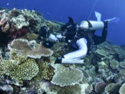 In this photo supplied by the Great Barrier Reef Marine Park Authority (GBRMPA), a diver swims past coral on the Great Barrier Reef in Australia, Oct. 18, 2016. More than 90% of Great Barrier Reef coral surveyed in 2022 was bleached in the fourth such mass event in seven years in the world's largest coral reef ecosystem, Australian government scientists said in its an annual report released late Tuesday, May 10, 2022. (M.