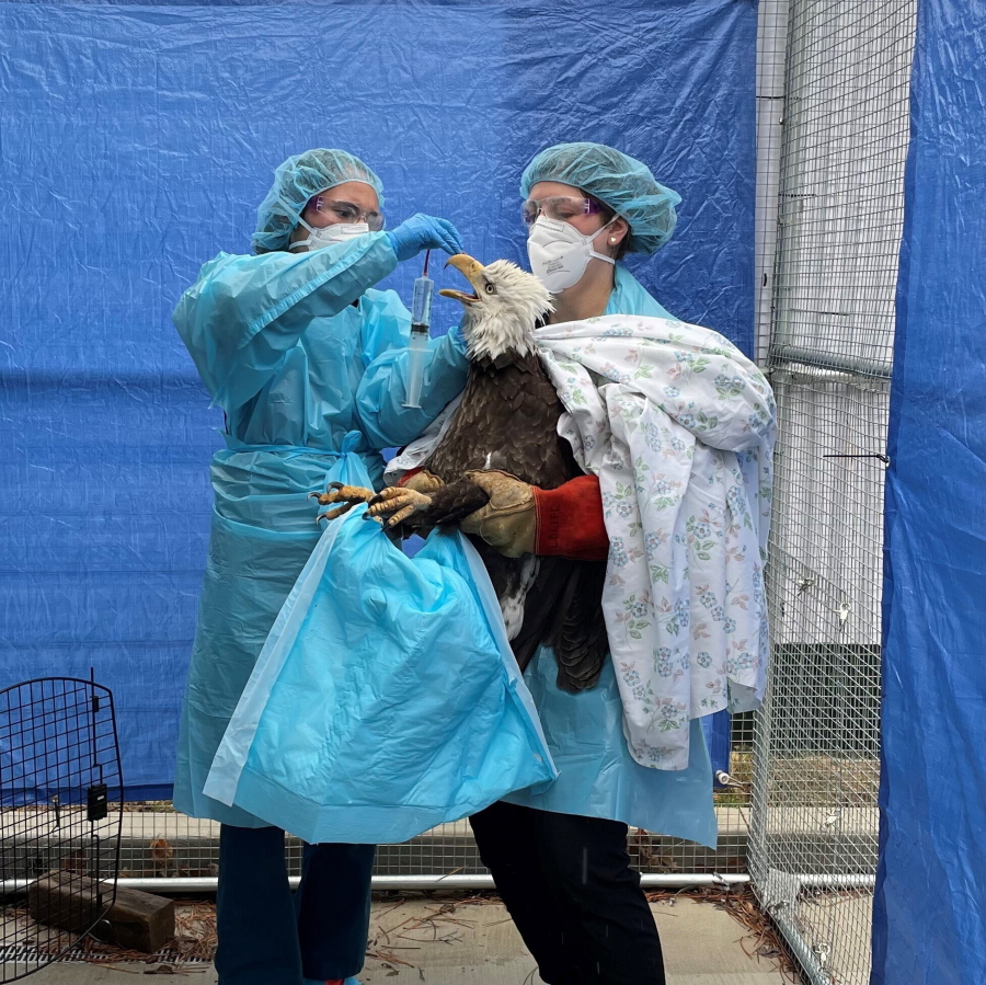 In this photo provided by the Wisconsin Humane Society, two people at the humane society's Wildlife Rehabilitation Center in Milwaukee provide care to a female bald eagle that later tested positive for the avian influenza, April 8, 2022. The female bird had been captured earlier in the day from a lakeside neighborhood after neighbors noticed it on the ground beneath the nest. The U.S. Fish and Wildlife Service reports this new avian influenza strain has been found in 33 states, with eagles affected in at least 15. Officials also say the bird flu is more widespread and affecting more wild bird species compared to the last outbreak in 2015.