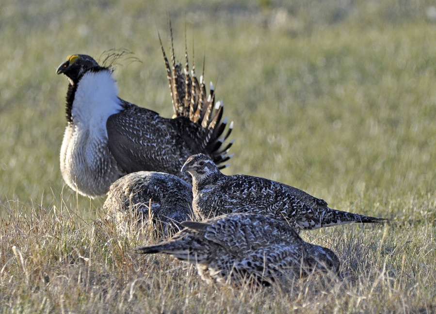 FILE - In this March 1, 2010 file photo, from the U.S. Fish and Wildlife Service, a bi-state sage grouse, rear, struts for a female at a lek, or mating ground, near Bridgeport, Calif. A federal judge has ruled that the Trump administration illegally withdrew an earlier proposal to list the bi-state sage grouse as a threatened species along the California-Nevada line in 2020.