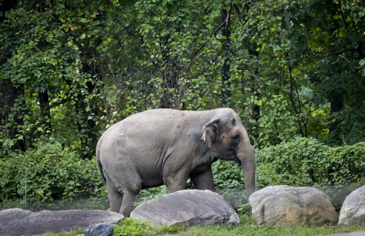 An Asian elephant named Happy strolls inside the Bronx Zoo's Asia Habitat in New York City. A legal fight to release Happy from the zoo after 45 years was argued last week before New York's highest court in a closely watched case over whether basic rights for people can be extended to animals.