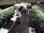 FILE - A grower at Loving Kindness Farms attends to a crop of young marijuana plants in Gardena, Calif., on Dec. 28, 2018. California Gov. Gavin Newsom will propose a temporary tax cut for California's marijuana industry, but businesses say it falls short of what's needed to revive the shaky pot economy. Broad legal sales began in California in 2018 but the industry has struggled with hefty taxes, regulation and competition from a vast illegal marketplace. The administration will recommend eliminating the cultivation tax. But a later increase would come in the cannabis excise tax to make up for those funds, possibly as soon as 2024.