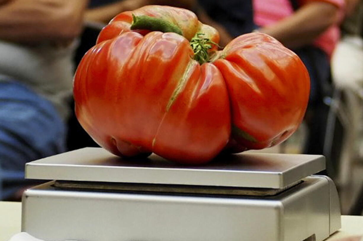 A large tomato on a scale Aug. 23, 2019, as it is entered into the Great Long Island Tomato Challenge competition in Farmingdale, N.Y.