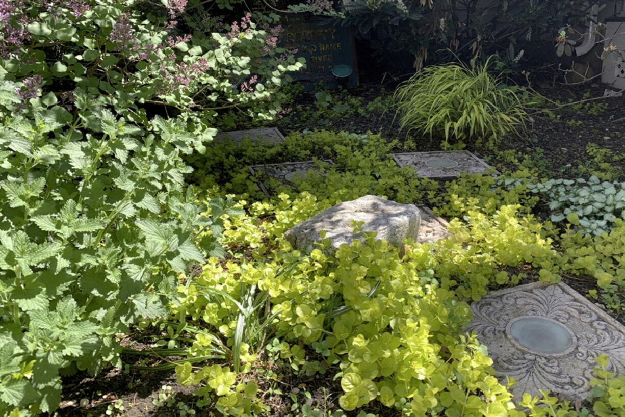 The chartreuse foliage of Hakone grass and golden creeping Jenny brightening a partly shady garden in Glen Head, N.Y.
