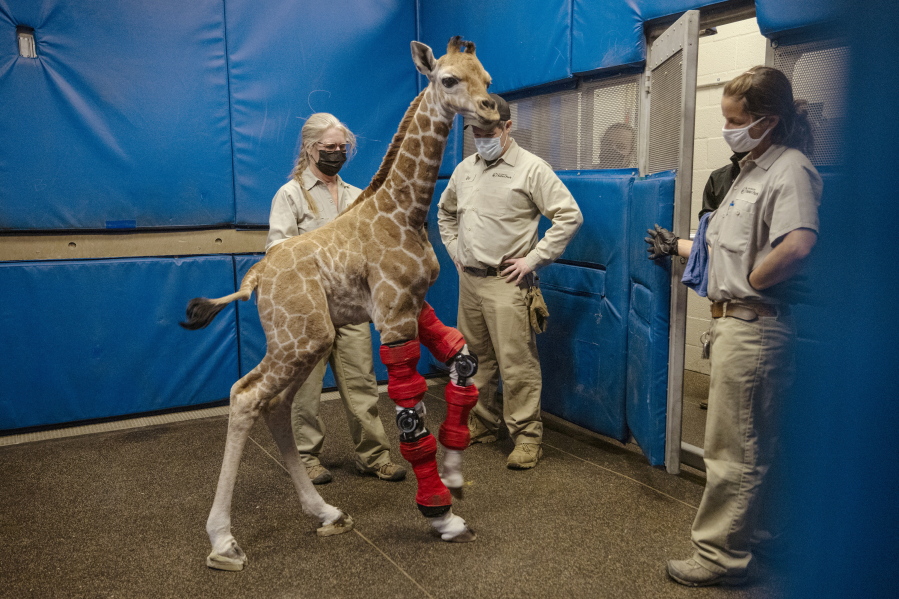 Msituni, a giraffe calf born with an unusual disorder that caused her legs to bend the wrong way, tries out her new braces Feb. 10 at the San Diego Zoo Safari Park in Escondido, north of San Diego.