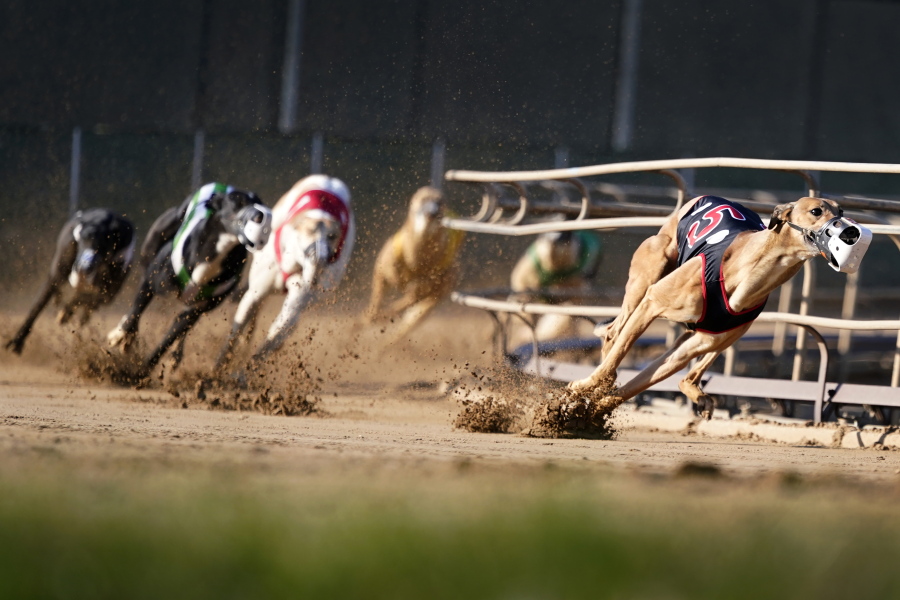 Greyhound Racing 79448  1a97e 