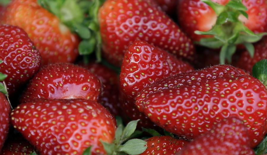 FILE - Fresh-picked strawberries are shown. U.S. and Canadian regulators are investigating a hepatitis outbreak that may be linked to fresh organic strawberries.