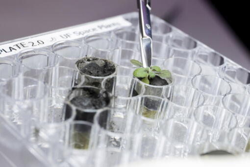 A researcher harvests a thale cress plant growing in lunar soil, at a laboratory in Gainesville, Fla. For the first time, scientists have used lunar soil collected by long-ago moonwalkers to grow plants, with results promising enough that NASA and others already are envisioning hothouses on the moon for the next generation of lunar explorers.