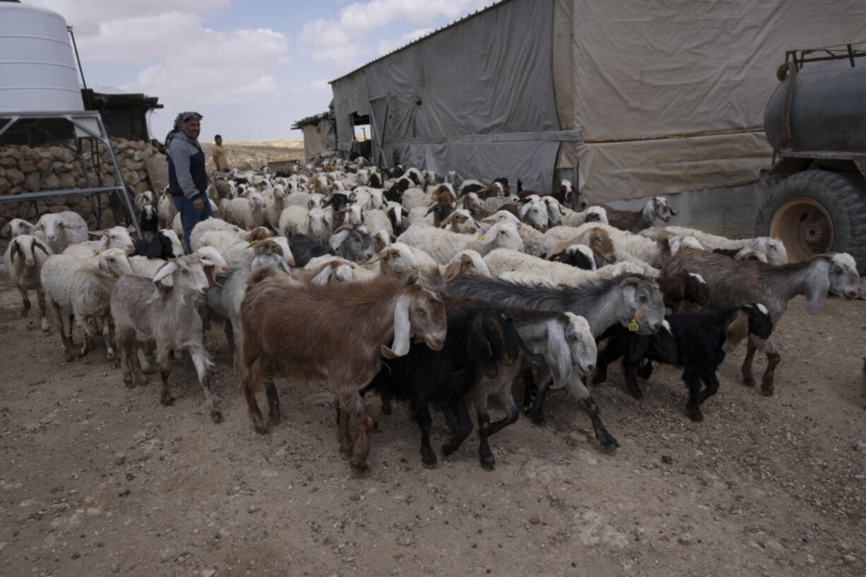 Palestinian Issa Abu Eram takes his flock of sheep out for the afternoon graze, in the West Bank Beduin community of Jinba, Masafer Yatta, Friday, May 6, 2022. Israel's Supreme Court has upheld a long-standing expulsion order against eight Palestinian hamlets in the occupied West Bank, potentially leaving at least 1,000 people homeless.