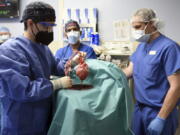 FILE - In this photo provided by the University of Maryland School of Medicine, members of the surgical team show the pig heart for transplant into patient David Bennett in Baltimore on Friday, Jan. 7, 2022. Researchers trying to learn what killed Bennett, the first person to receive a heart transplant from a pig, have discovered signs of an animal virus in the organ but cannot yet say if it played any role in the man's death.