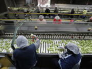 FILE - In this Feb. 5, 2020, file photo workers sort through tomatoes after they are washed before being inspected and packed, in Florida City, Fla., The surging cost of energy pushed wholesale prices up a record 11.2% last month from a year earlier -- another sign that inflationary pressure is widespread in the U.S. economy. The Labor Department said Wednesday, April 13, 2022 that its producer price index -- which measures inflation before it reaches consumers -- climbed at the fastest year-over-year pace in records going back to 2010 and rose 1.4% from February. Energy prices, which soared after Russia's Feb. 24 invasion of Ukraine, were up 36.7% from March 2021..