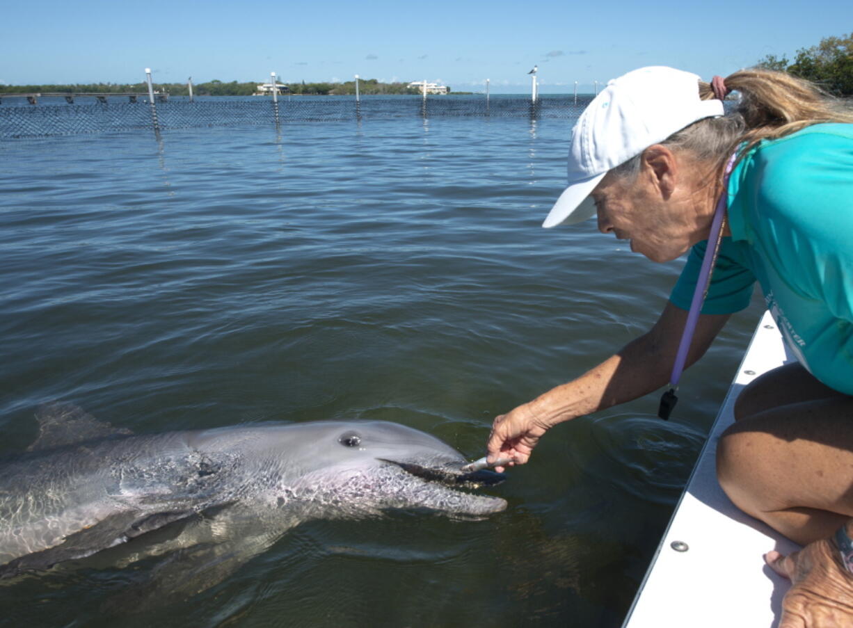 Linda Erb, vice president of animal care and training at Dolphin Research Center, feeds Ranger, a juvenile bottlenose dolphin May 12 in Marathon, Fla.