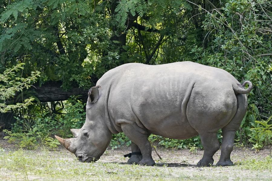 Helen, a 30-year-old white rhino, wears a fitness device on her right front leg as she grazes at Walt Disney World's Animal Kingdom theme park, Monday, May 16, 2022, in Lake Buena Vista, Fla. The purpose of the fitness device is to gather data on the number of steps she takes each day, whether she is walking, running or napping, and which part of the man-made savanna she favors the most.