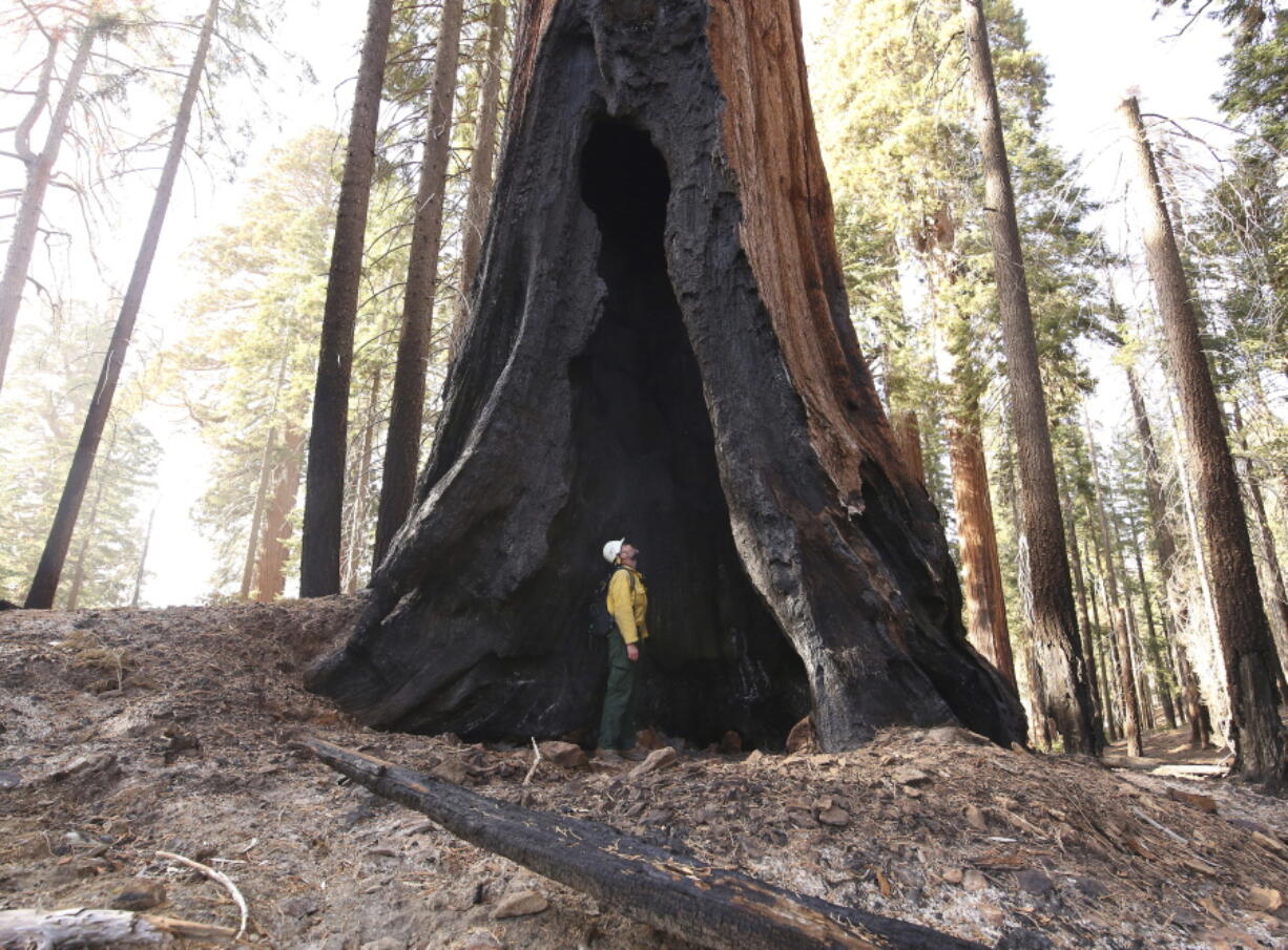 FILE - Assistant Fire Manager Leif Mathiesen, of the Sequoia & Kings Canyon Nation Park Fire Service, looks for an opening in the burned-out sequoias from the Redwood Mountain Grove which was devastated by the KNP Complex fires earlier in the year in the Kings Canyon National Park, Calif., on Nov. 19, 2021. Thousands of sequoias have been killed by wildfires in recent years.