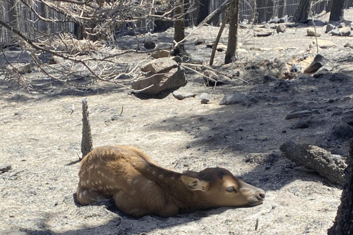 A newborn elk calf rests alone in a  fire-scarred area of the Sangre de Cristo Mountains near Mora, N.M., on  May 21. Firefighter Nate Sink said he saw no signs of the calf's mother and helped transport the baby to a wildlife rehabilitation center.