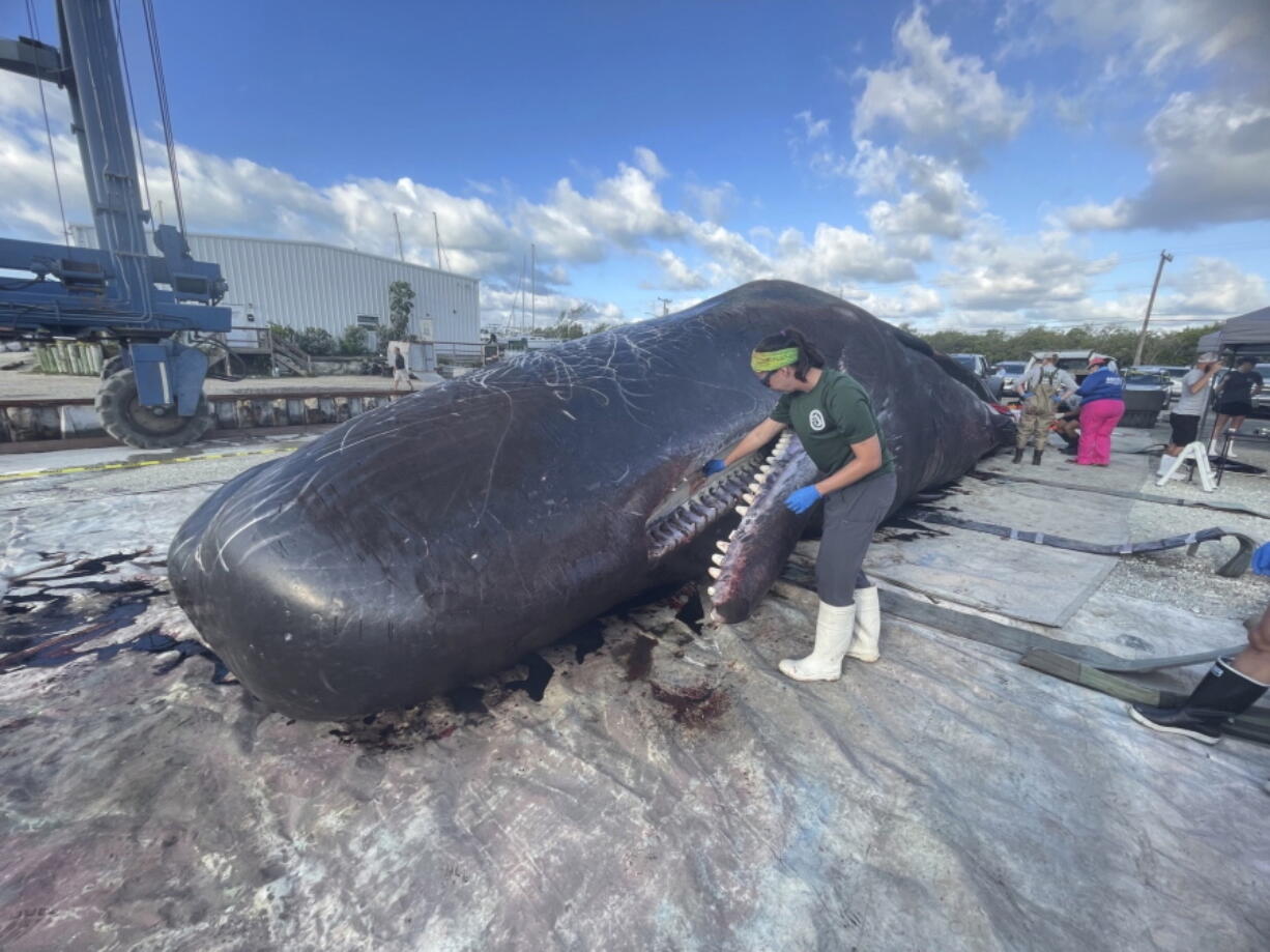 In this photo provided by Florida Fish and Wildlife Conservation Commission is a beached sperm whale Wednesday, May 11, 2022, in the Keys, Fla. Two sperm whales have died within a week of each other in the Florida Keys, but officials didn'??t immediately see a connection between the deaths. National Oceanic and Atmospheric Administration officials say a calf died after beaching itself on Key Largo last Wednesday. Then an adult male, nearly 50 feet long, shown here was found beached Tuesday night about 15 miles northeast of Key West.