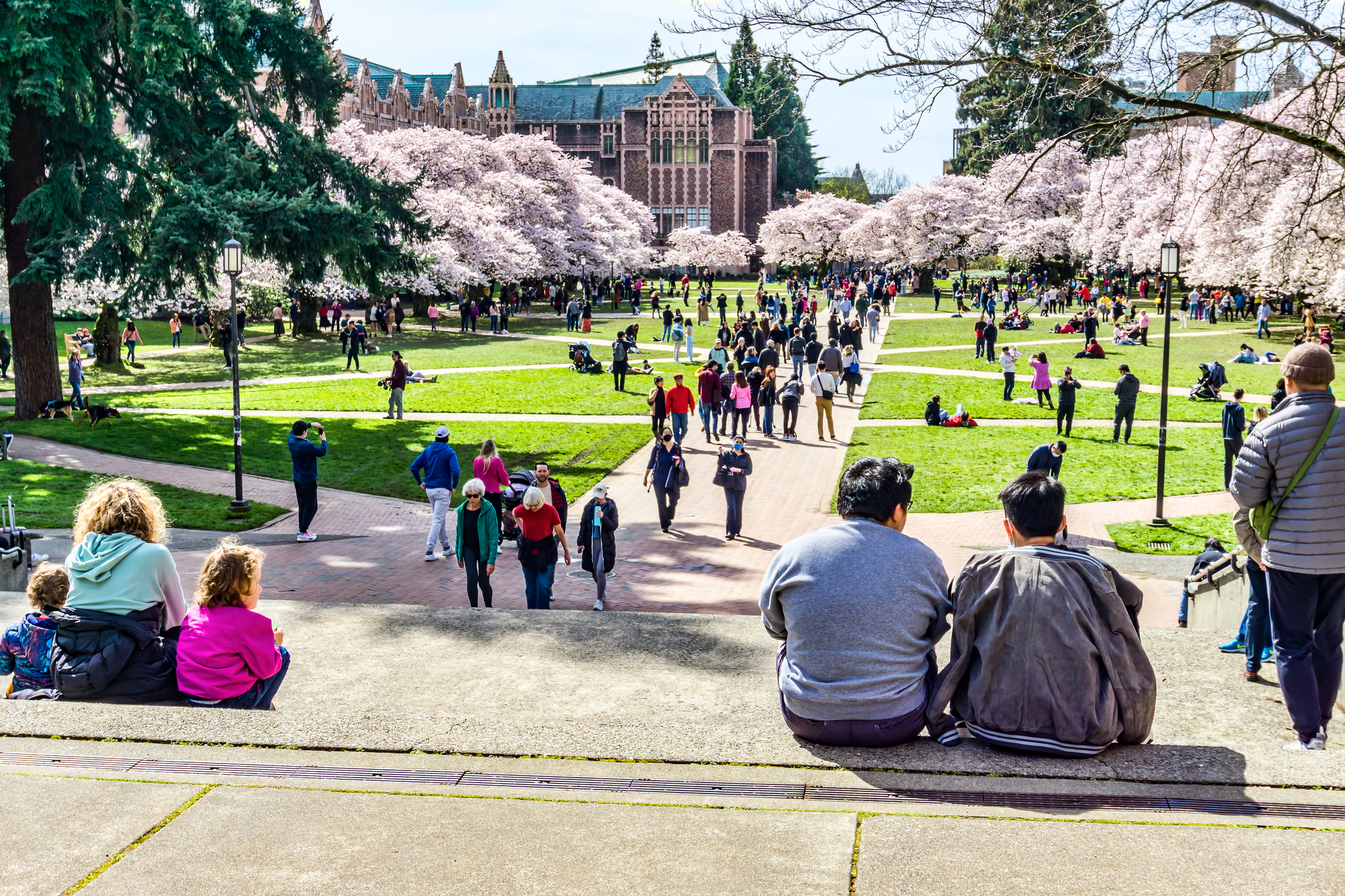 The University Of Washington quad reopens in time for the cherry blossom bloom in March.