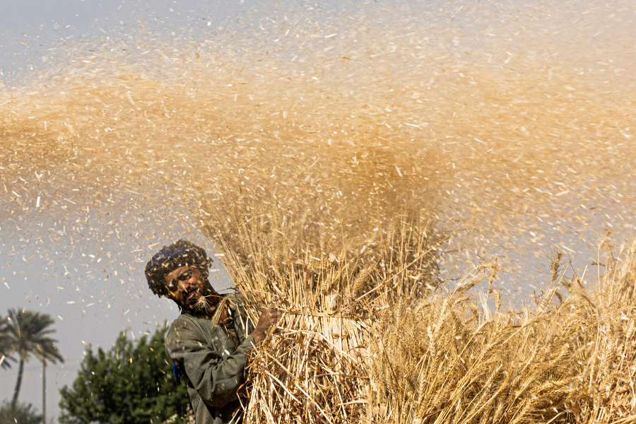 An Egyptian farmer takes part in the wheat harvest in Bamha village near al-Ayyat town in Giza province on May 17, 2022.
