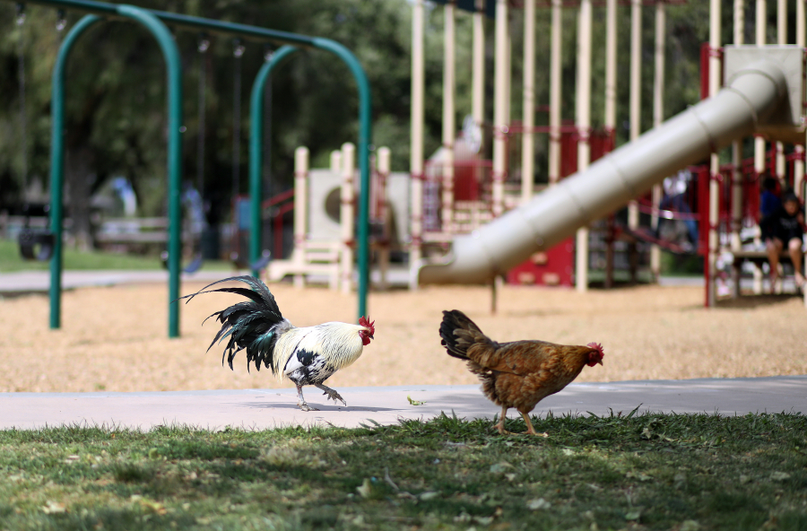Roosters at Emma Prusch Farm Park on May 12 in San Jose, Calif.