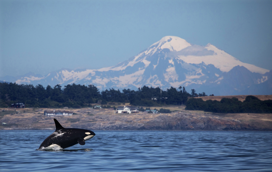 A southern resident killer whale breaches in Haro Strait just off San Juan Island's west side with Mt. Baker in the background in June 2018.