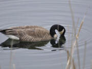 Avian flu was discovered in Canada goose goslings in Eugene, Ore., in May.