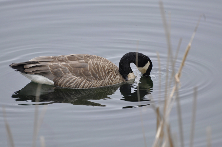 Avian flu was discovered in Canada goose goslings in Eugene, Ore., in May.