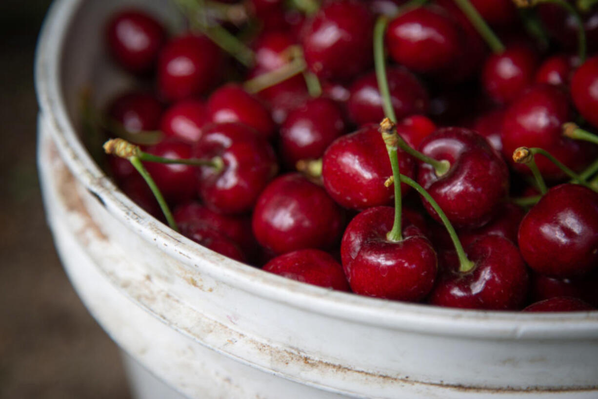 Freshly picked cherries at the Valicoff Fruit Co. orchards in Wapato, Yakima County, in this June 26, 2019, file photo. Washington cherry growers are expecting an unusually small crop this year due to weather conditions.