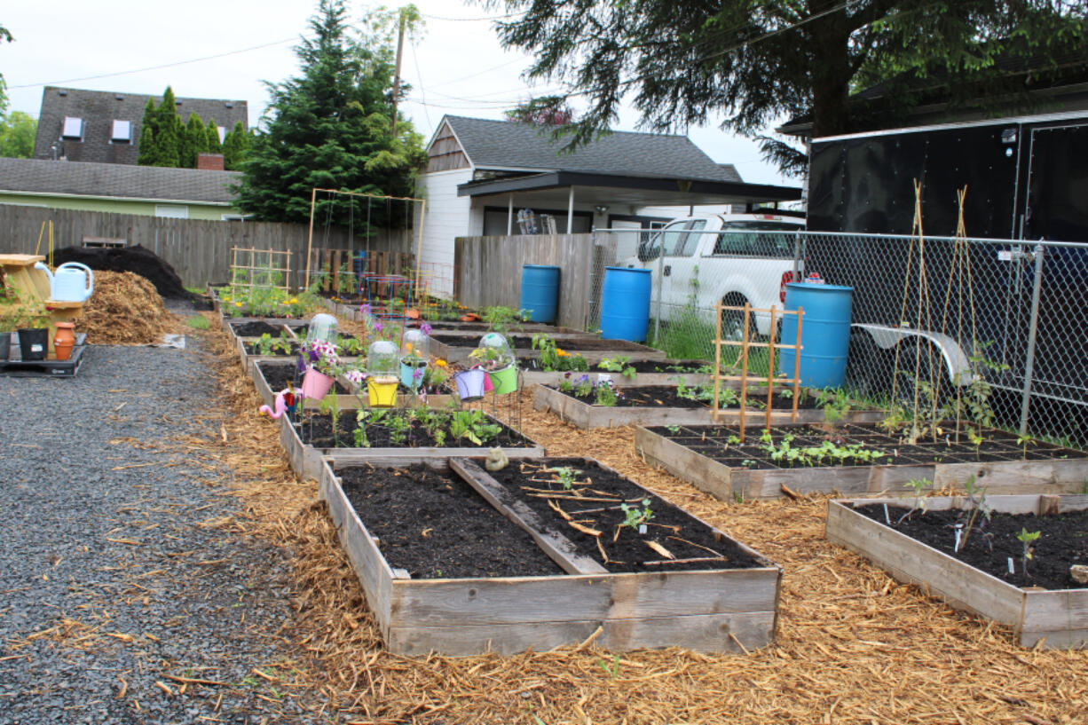 Plant starts dot garden beds June 4 at the Camas Community Garden in downtown Camas.