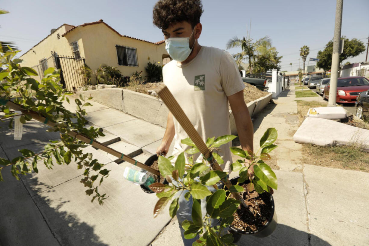 Eduardo Armenta, with North East Trees, delivers trees to a resident along 113th Street in Watts in August 2021. Members of North East Trees help plant and maintain trees in the western part of Watts to eventually bring more shade for residents and to reduce heat in these neighborhoods.