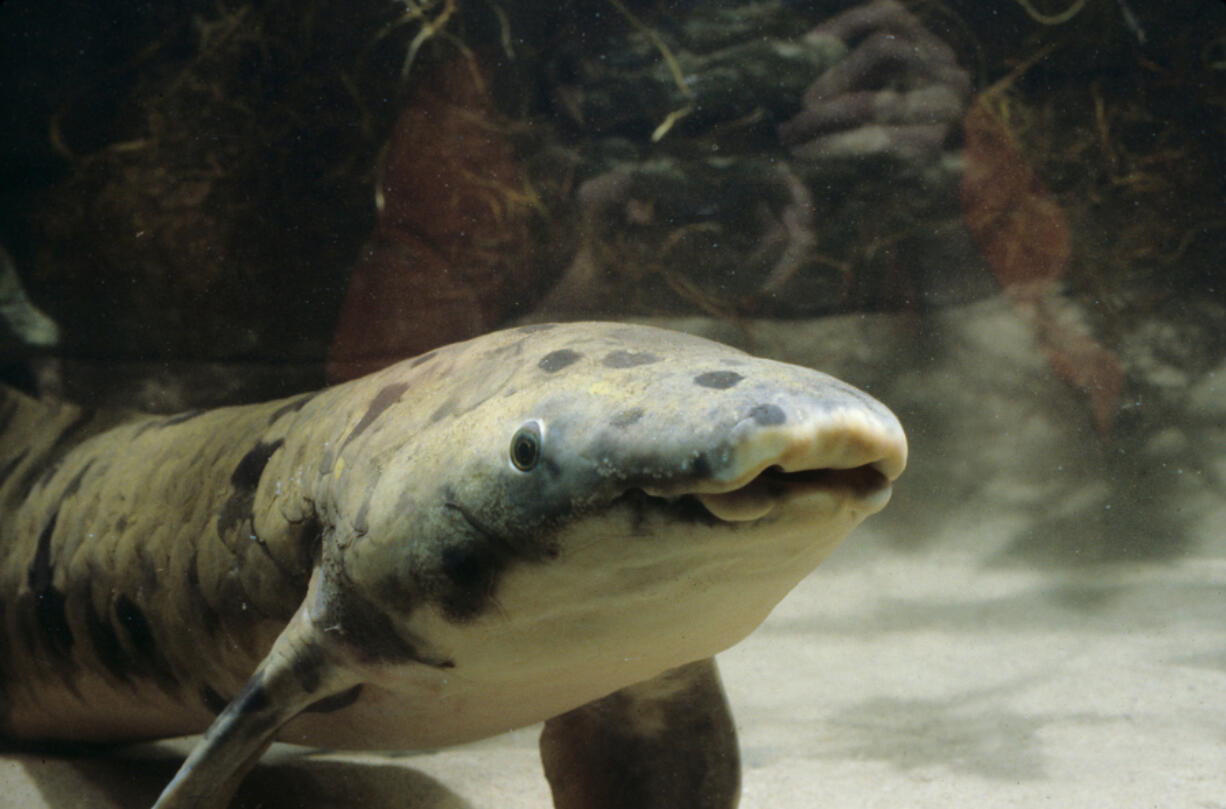 Australian lungfish Granddad, seen in 1982, was the longest-lived aquarium fish in the world before his death in 2017.