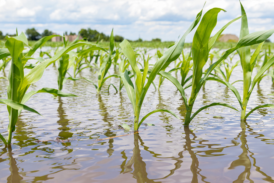 Flooding in U.S. croplands has taken on new significance in light of the Ukraine war's expected toll on grain production.