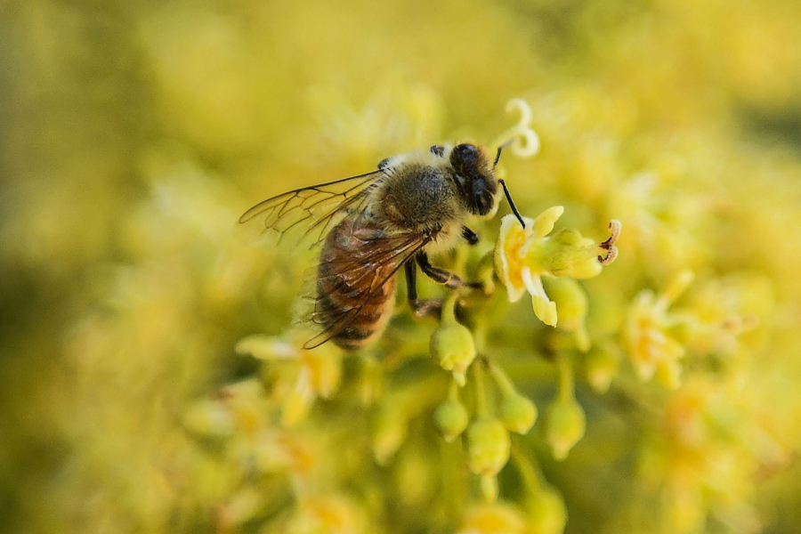 A bee collects nectar from flowers of a lychee tree at Sujanpur village, in the Pathankot district of Punjab, India.