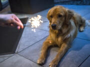 The loud bangs, bright lights and strong smells from fireworks can scare dogs.