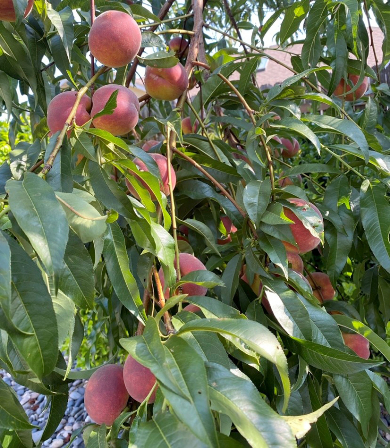 Vancouver backyard peaches are the best.