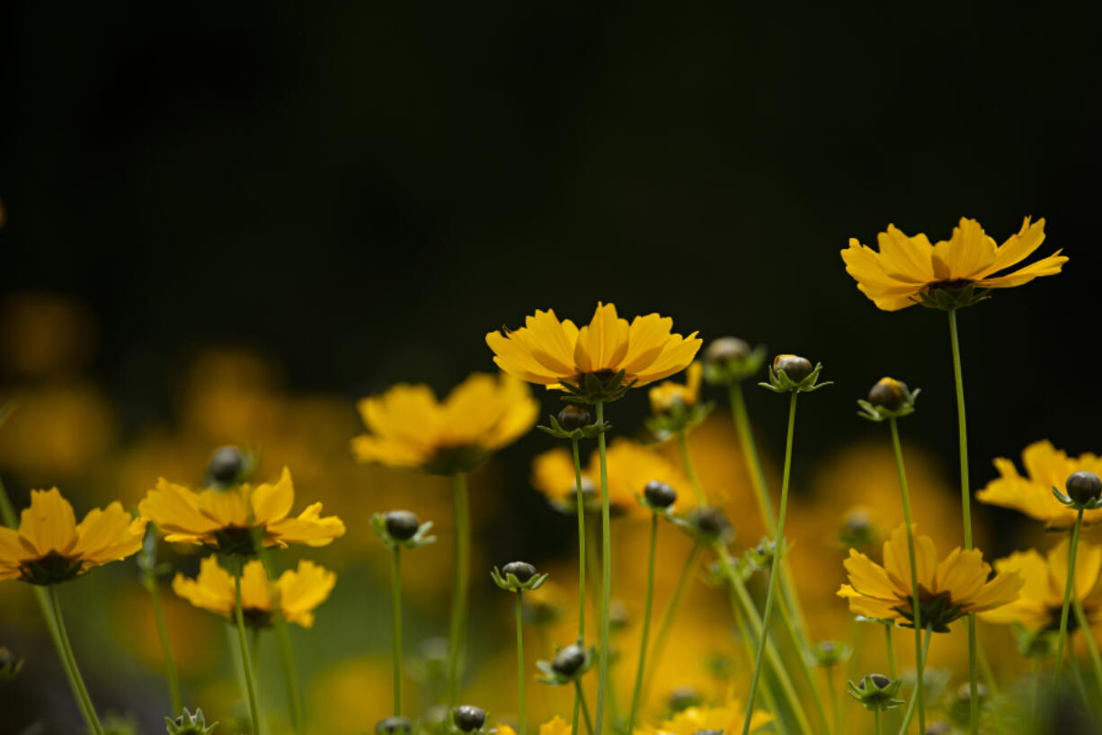 A patch of coreopsis grow under dry skies in southeast Vancovuer on Monday morning, June 20, 2022.