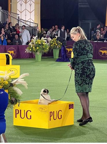 Rose, a 1-year-old female pug bred in the Longview area, won the 2022 Westminster Dog Show title of "Best in Breed," which usually goes to the male dogs.