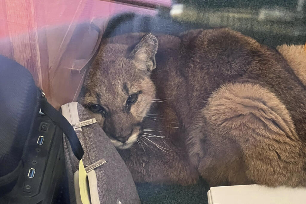 In this photo provided by the San Mateo County Sheriff's Office, is a mountain lion after it entered an empty high school classroom in Pescadero, Calif., Wednesday, June 1, 2022. A quick-thinking member of the custodial staff was opening Pescadero High for the school day when the juvenile cougar was spotted and was able to safely confine the mountain lion said Detective Javier Acosta with the San Mateo County Sheriff's Office. No students or teachers were on campus at the time, Acosta said.